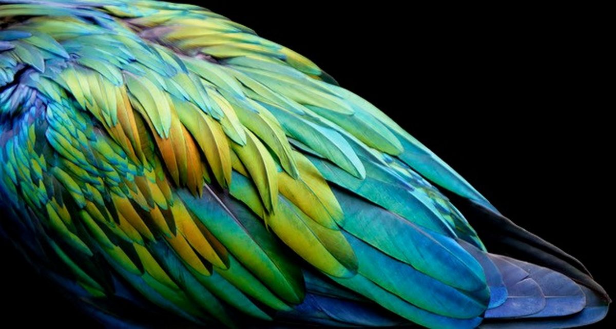 20260101 vogelflügel bernd kasper 20260101 vogelflügel bernd kasper